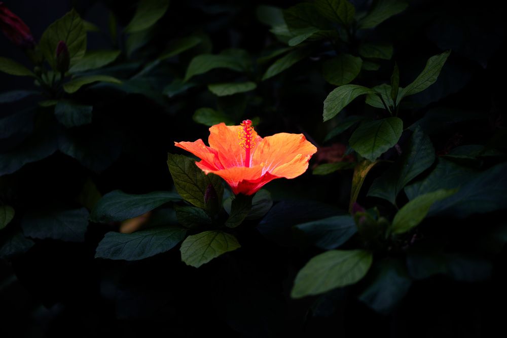 Фотография автора Jagannath Madduri