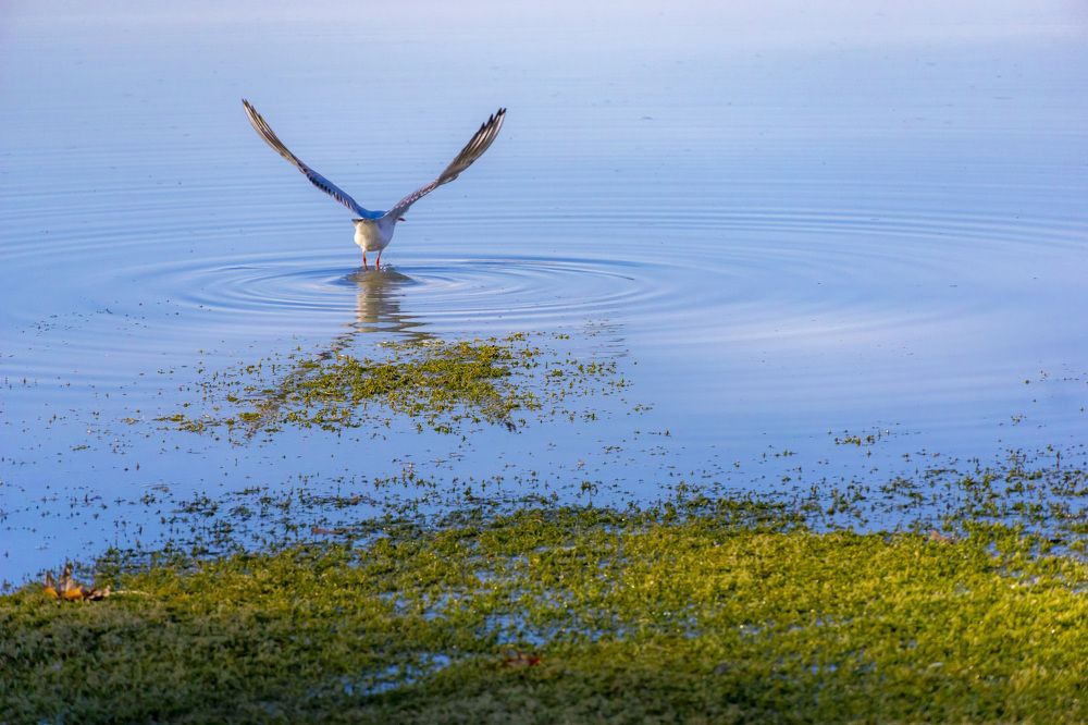 Photograph by Reza Nik