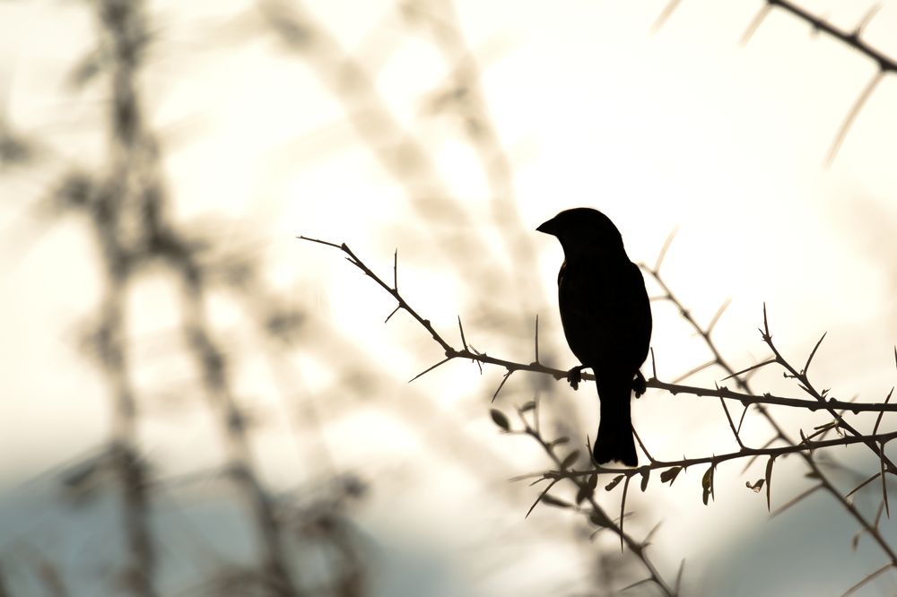 Photograph by Reza Nik