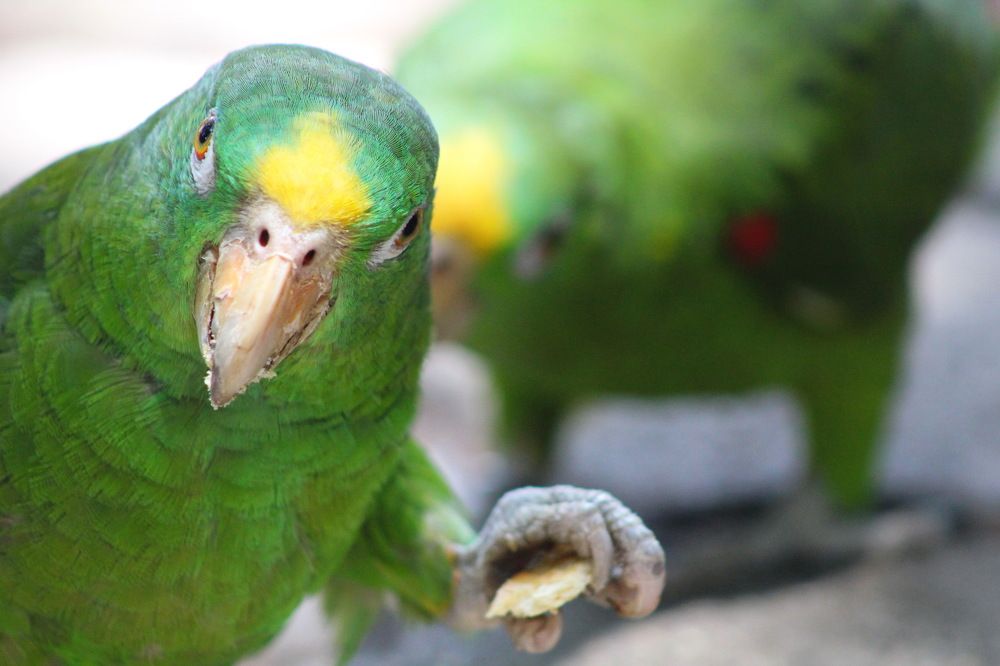 Вооружён и очень опасен