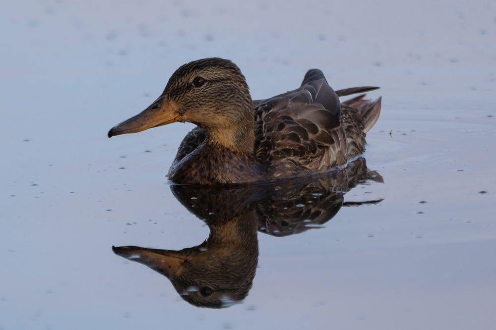 Photograph by Сергей Игнатьев