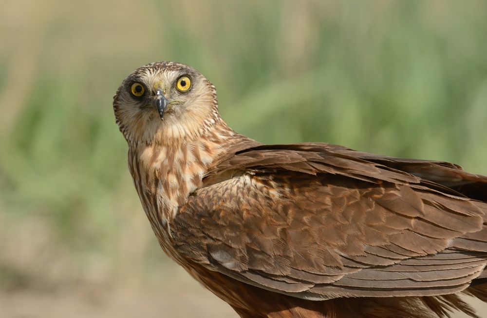 Photograph by Сергей Шкарупо