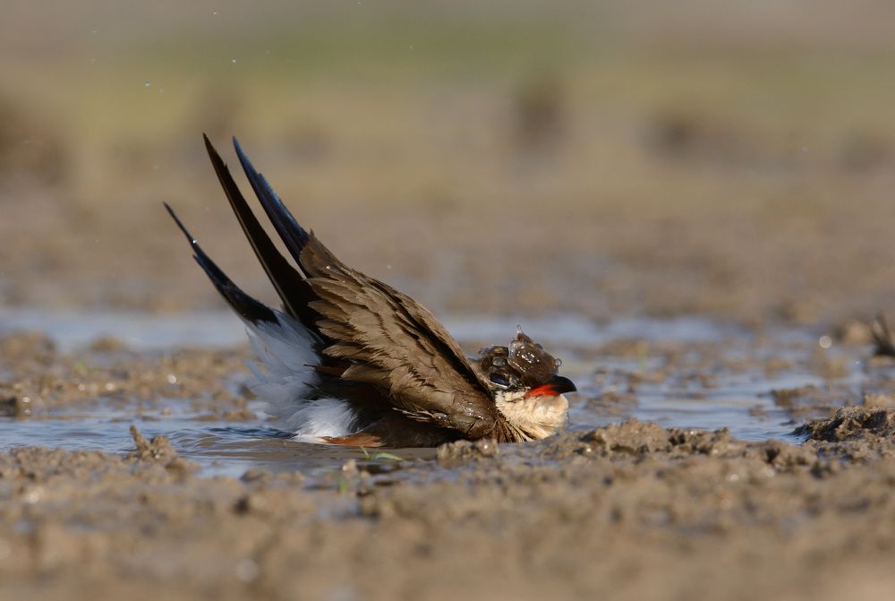 Photograph by Сергей Шкарупо