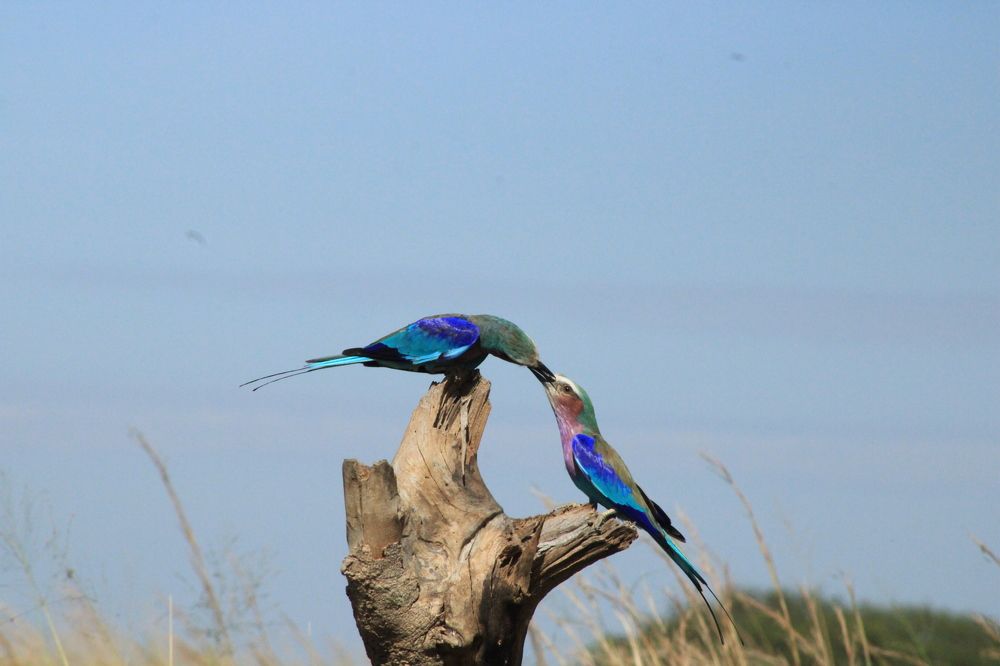 Photograph by Erasti Shish