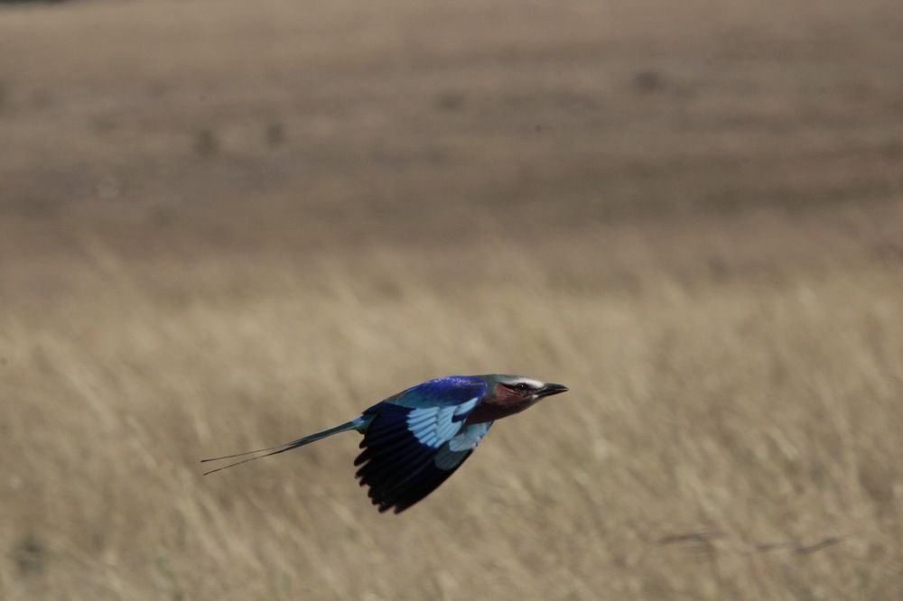 Photograph by Erasti Shish