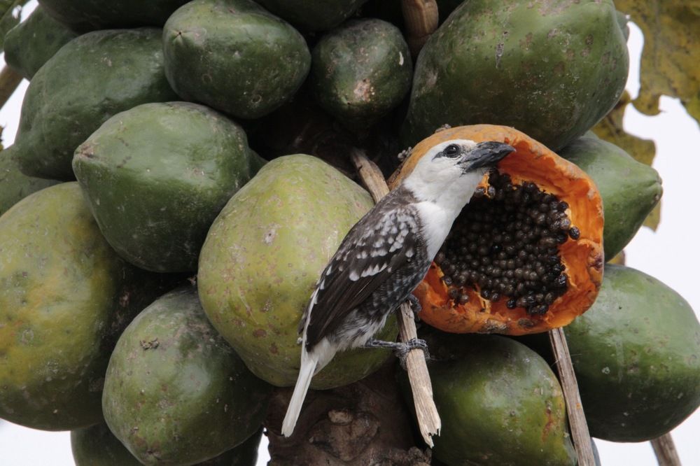 Photograph by Erasti Shish