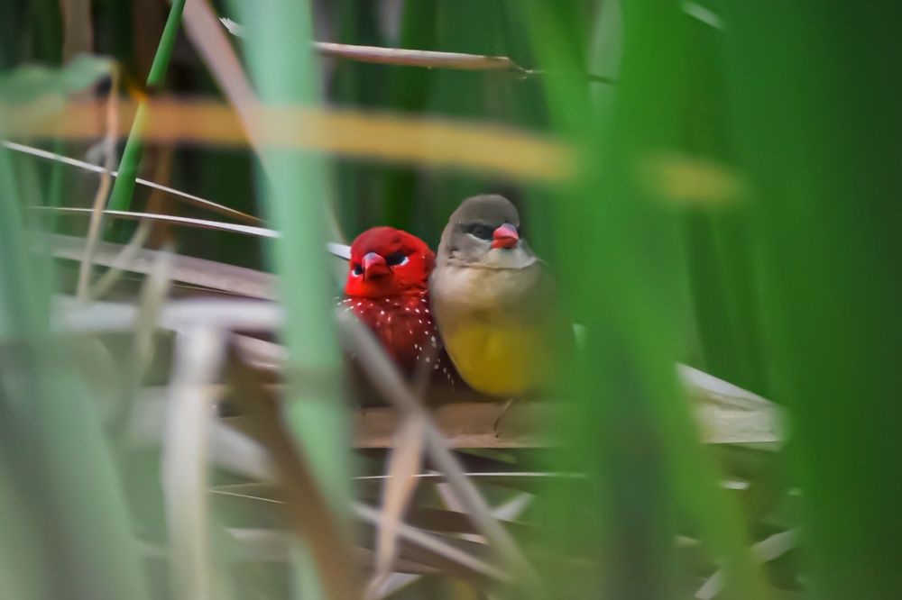 Photograph by Subrata Das