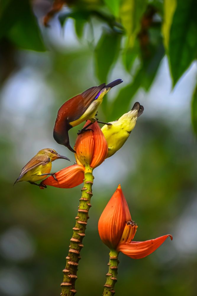 Photograph by Subrata Das