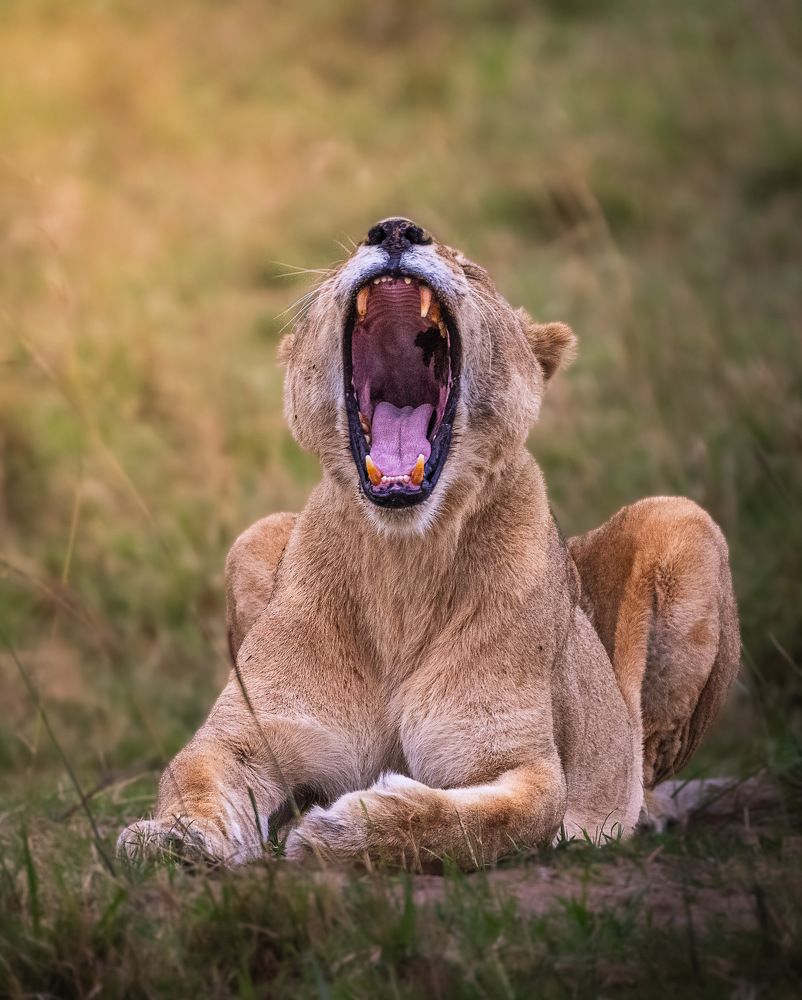 Photograph by Ravindra Kapu