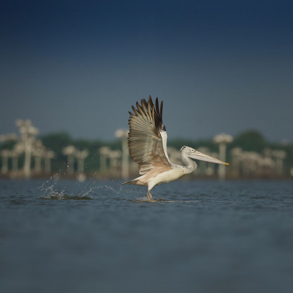 Photograph by Ravindra Kapu