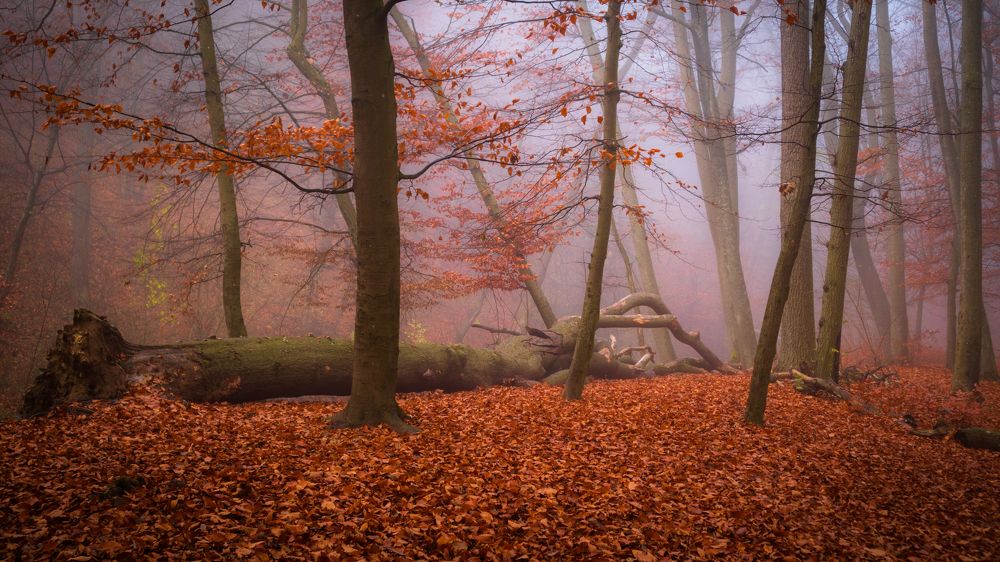 Photograph by Krisztián Zámbó