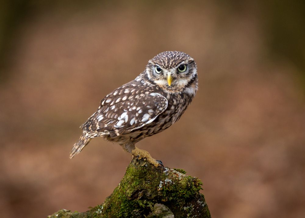 Photograph by Anatoly Chomko