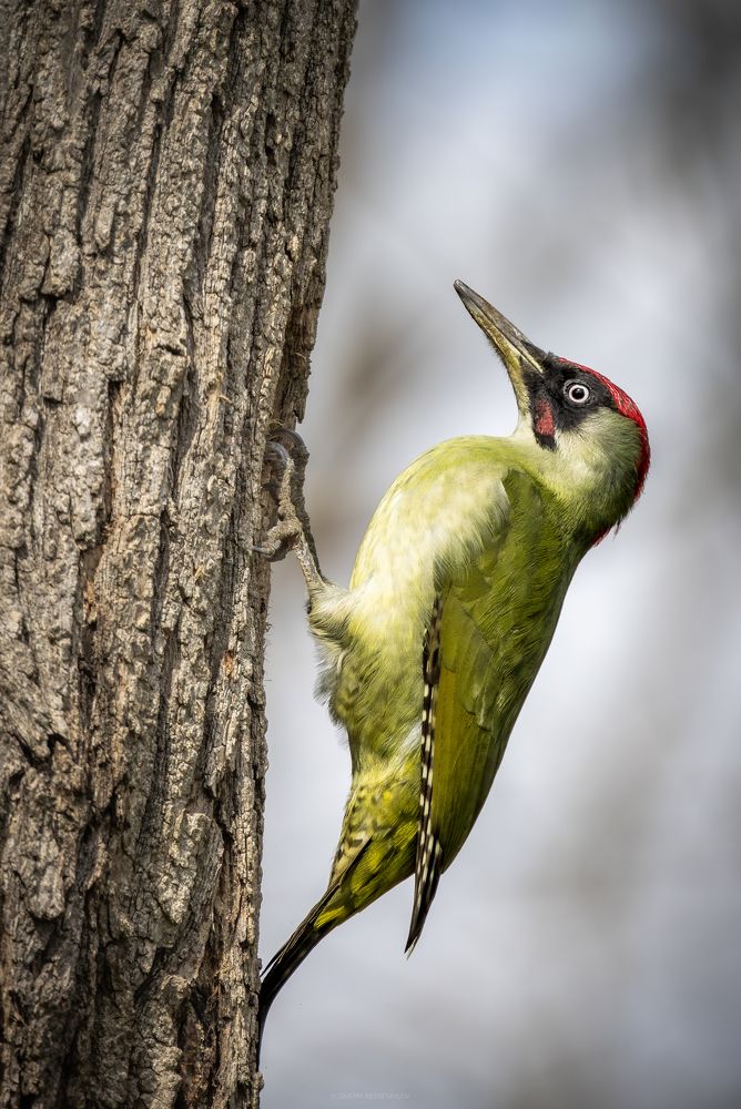 Photograph by Дмитрий Несветайлов