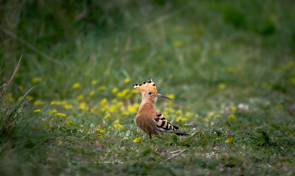 Photograph by Дмитрий Несветайлов