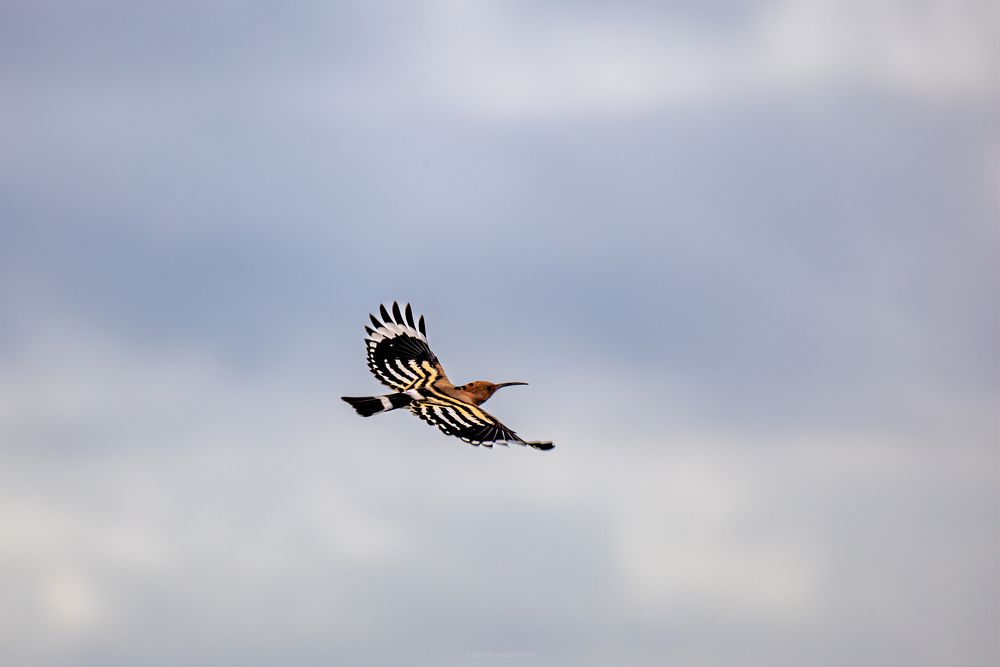 Photograph by Дмитрий Несветайлов