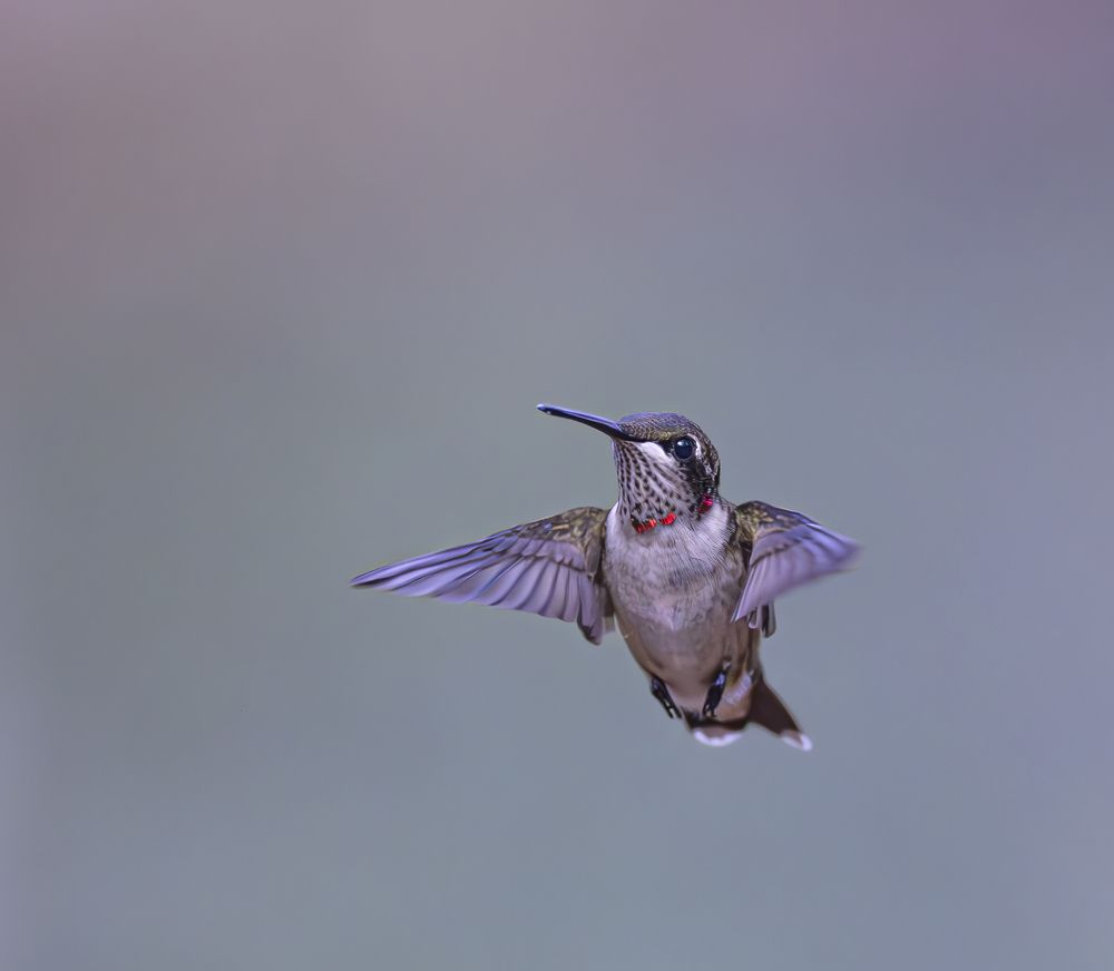 Photograph by Schletter Jackie