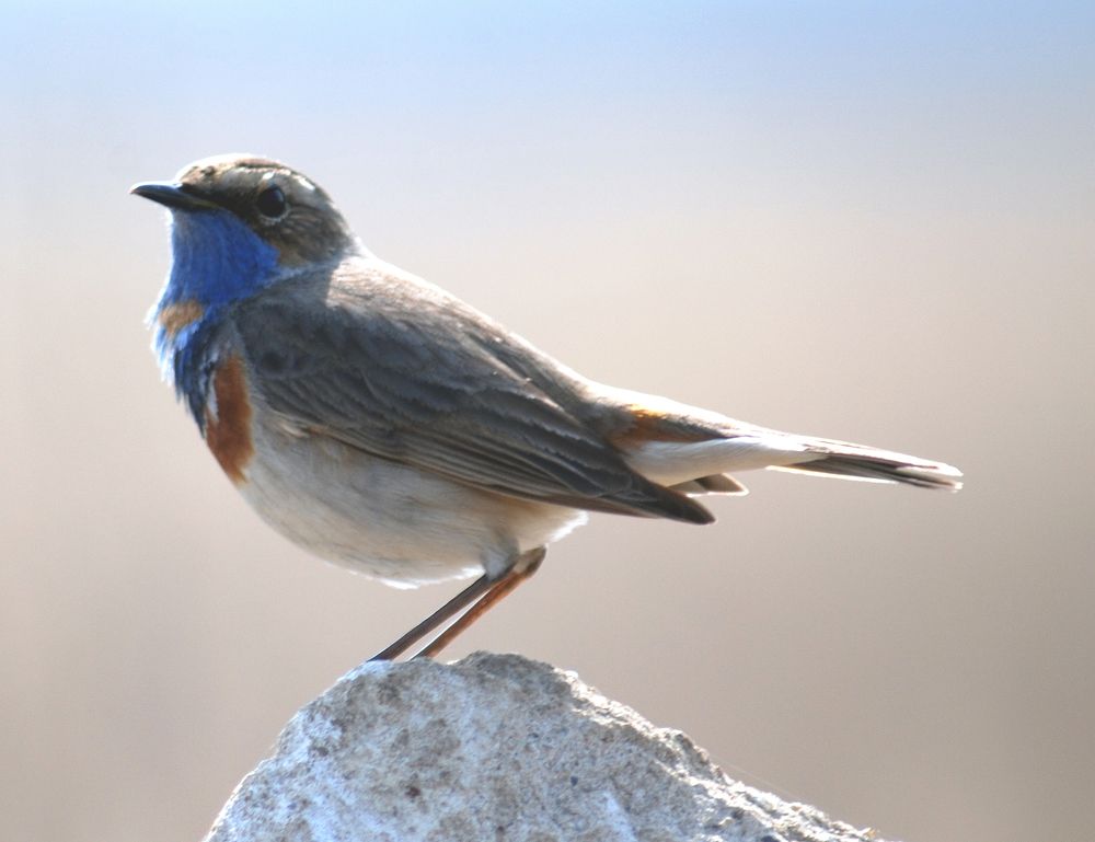 Photograph by Людмила Павловна