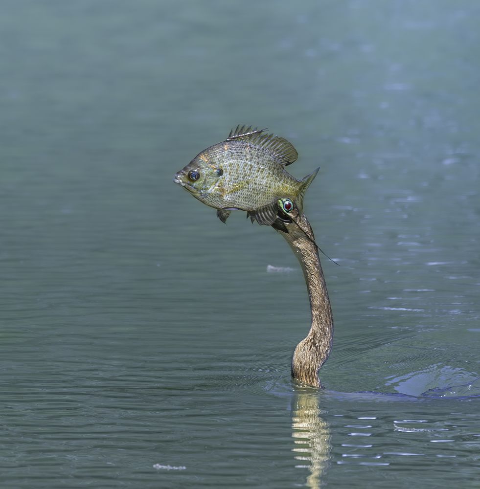 Photograph by Schletter Jackie