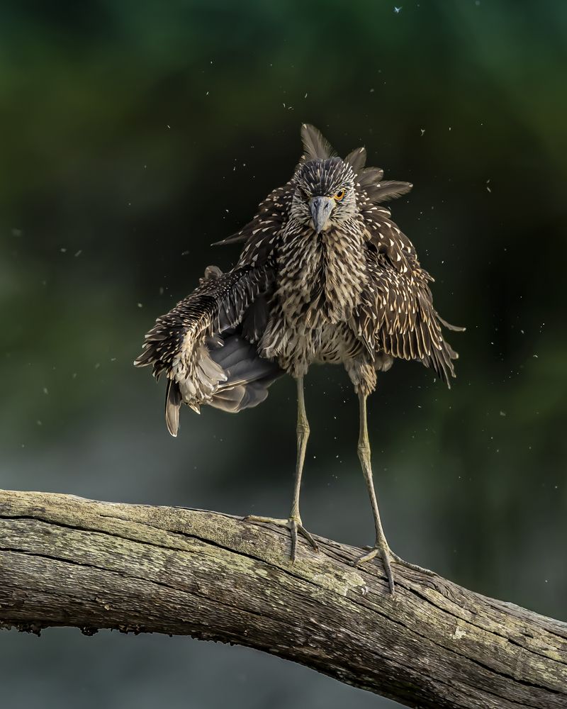 Photograph by Schletter Jackie