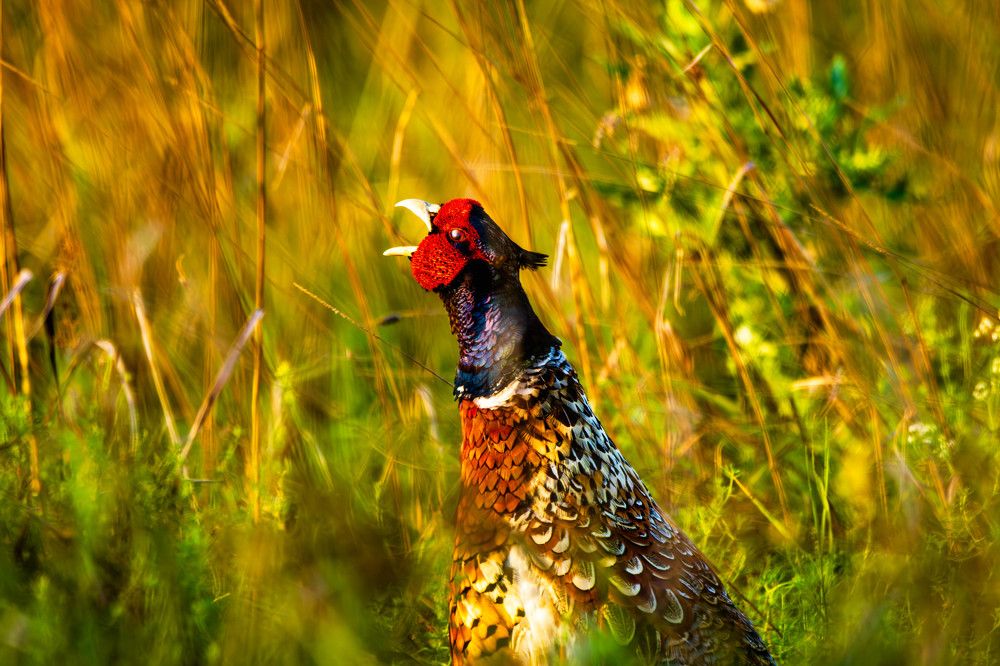 Photograph by Андрей Шабанов