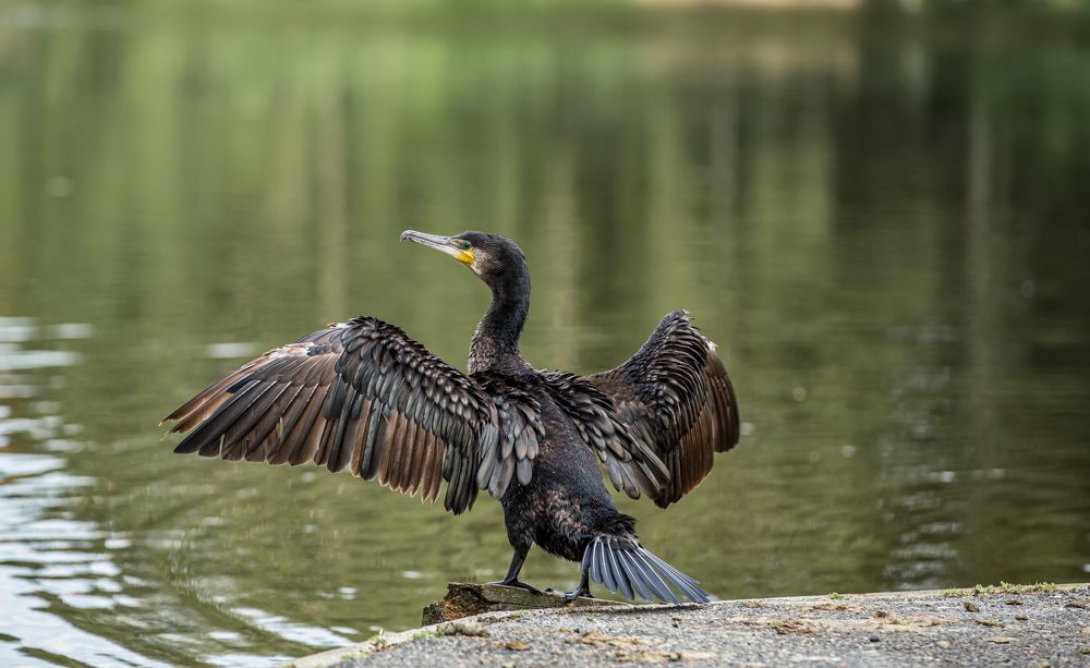 Photograph by Александр