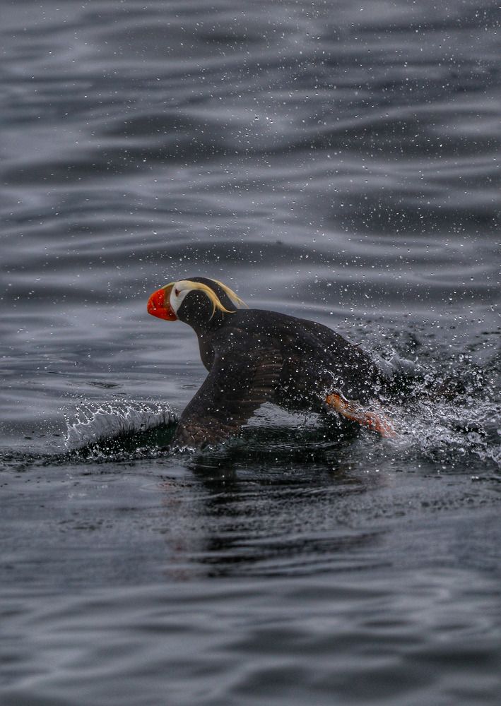 Движение-жизнь.