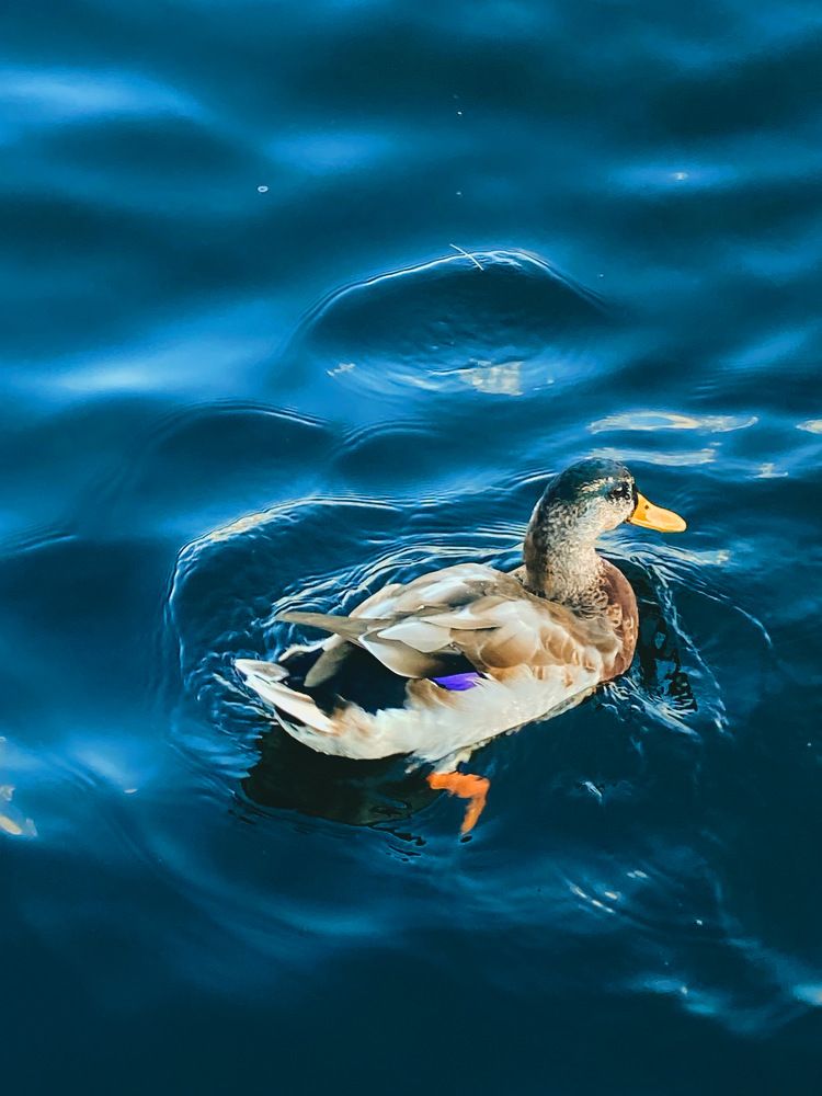 The bird of happiness