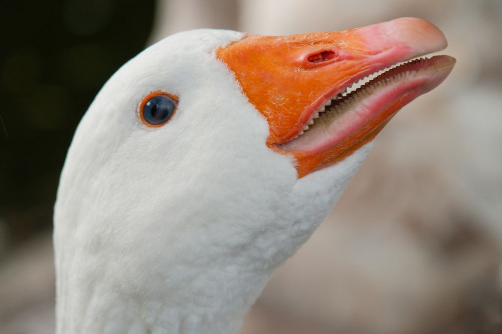 Photograph by Сергей Аверченко