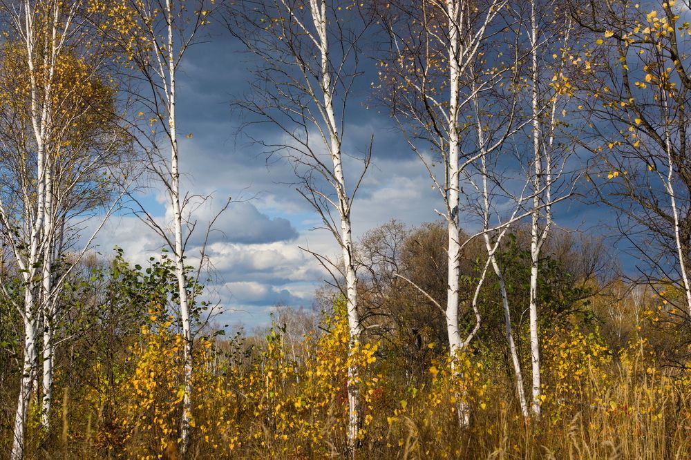 Приближение грозы