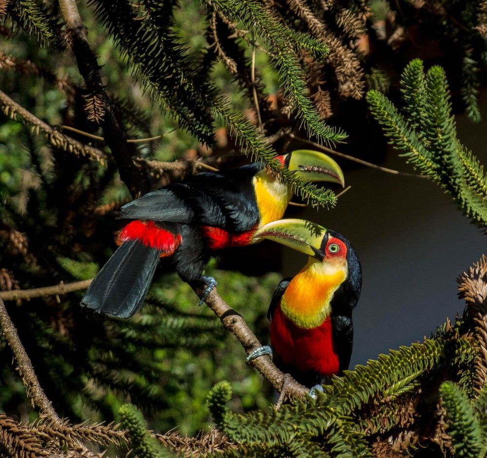 Vivid Companions