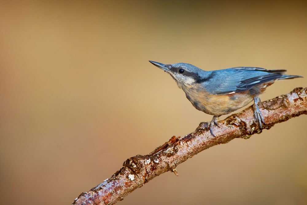 Фотография автора Mehdi EL Baqali