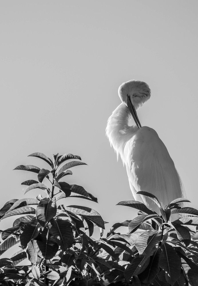 Serenity in White