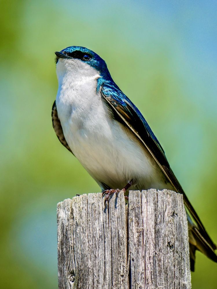 Photograph by Annie Trudel