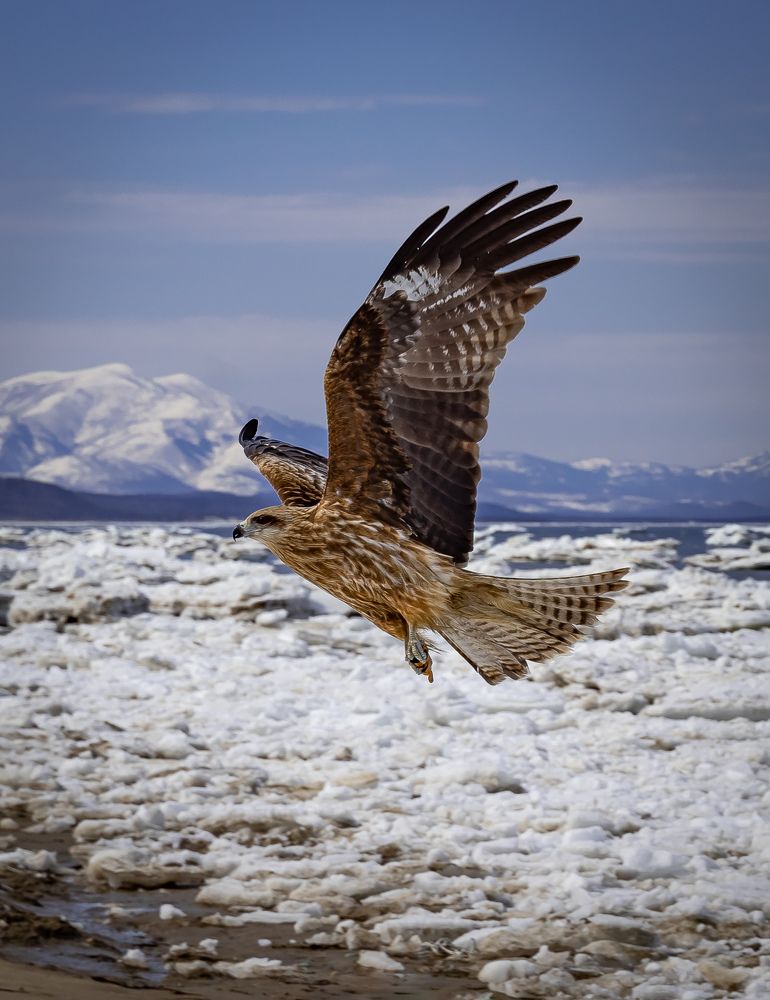 Черный коршун.