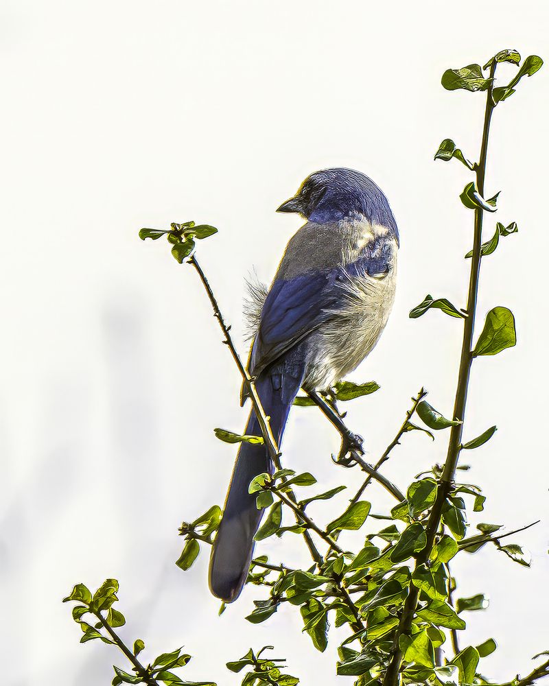 Фотография автора Ray Asiala