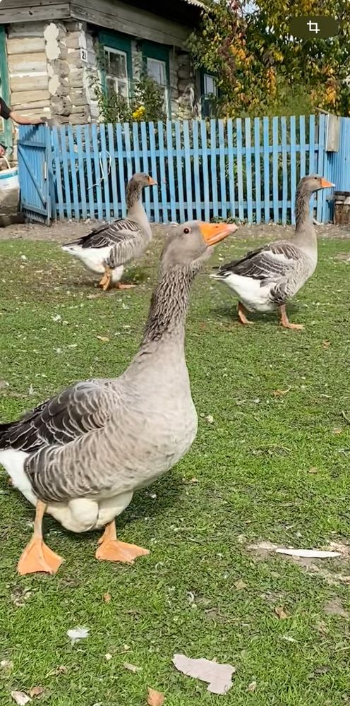 Photograph by Жанна Усатова