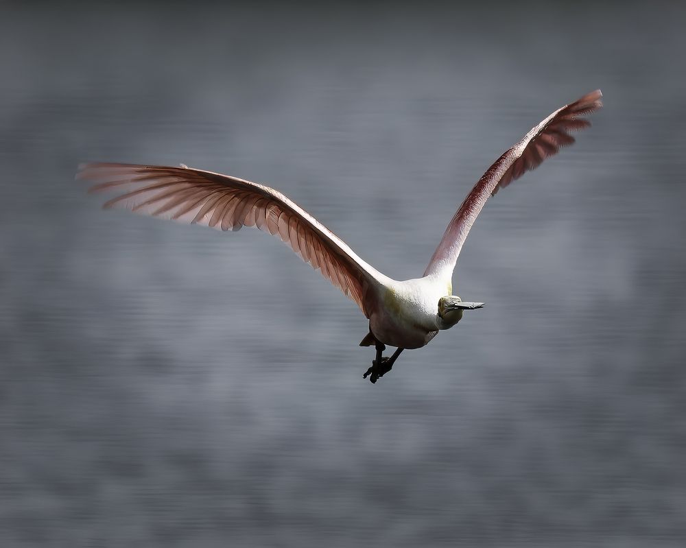 Фотография автора Ray Asiala