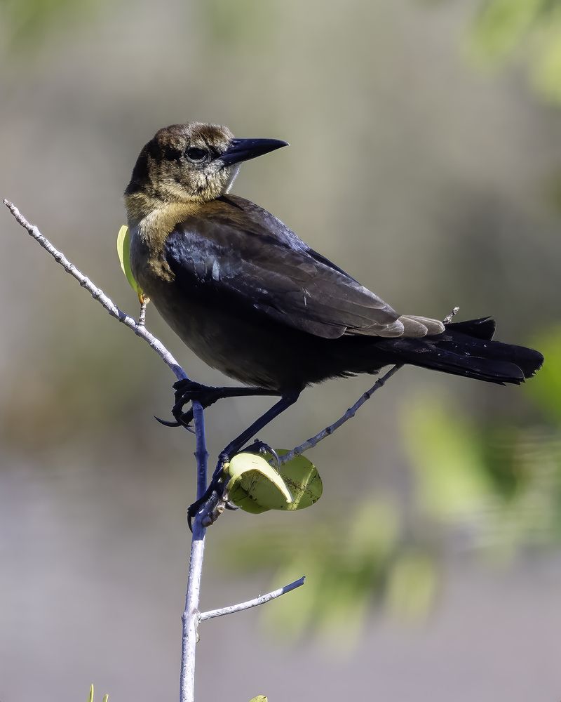 Фотография автора Ray Asiala