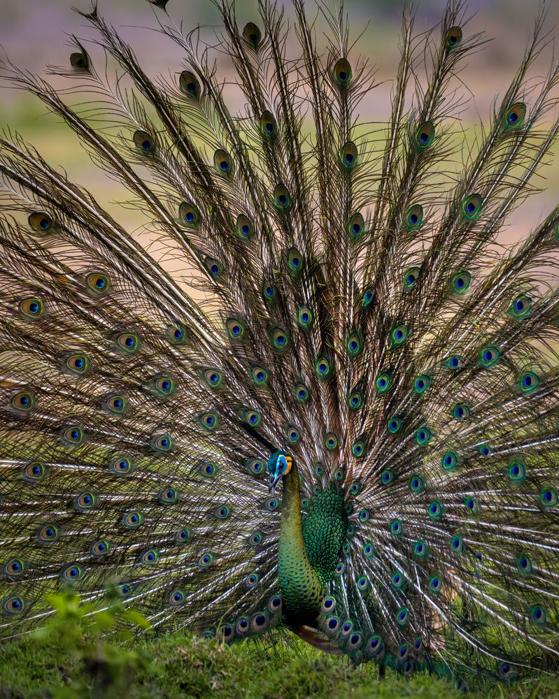 Фотография автора Wahid Hasyim