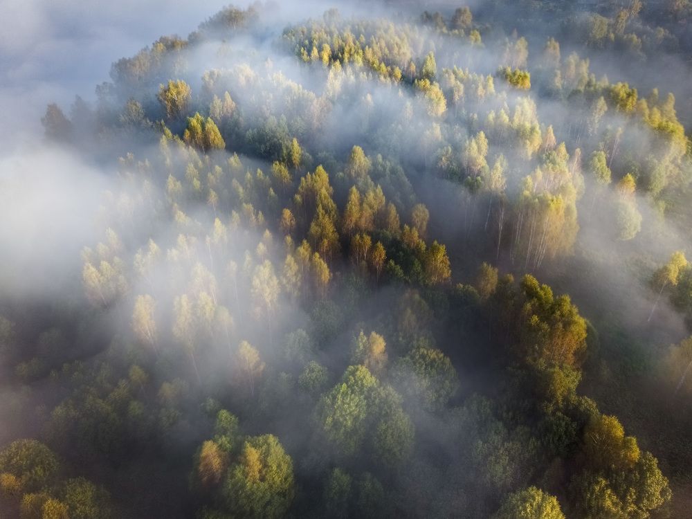 В объятьях тумана