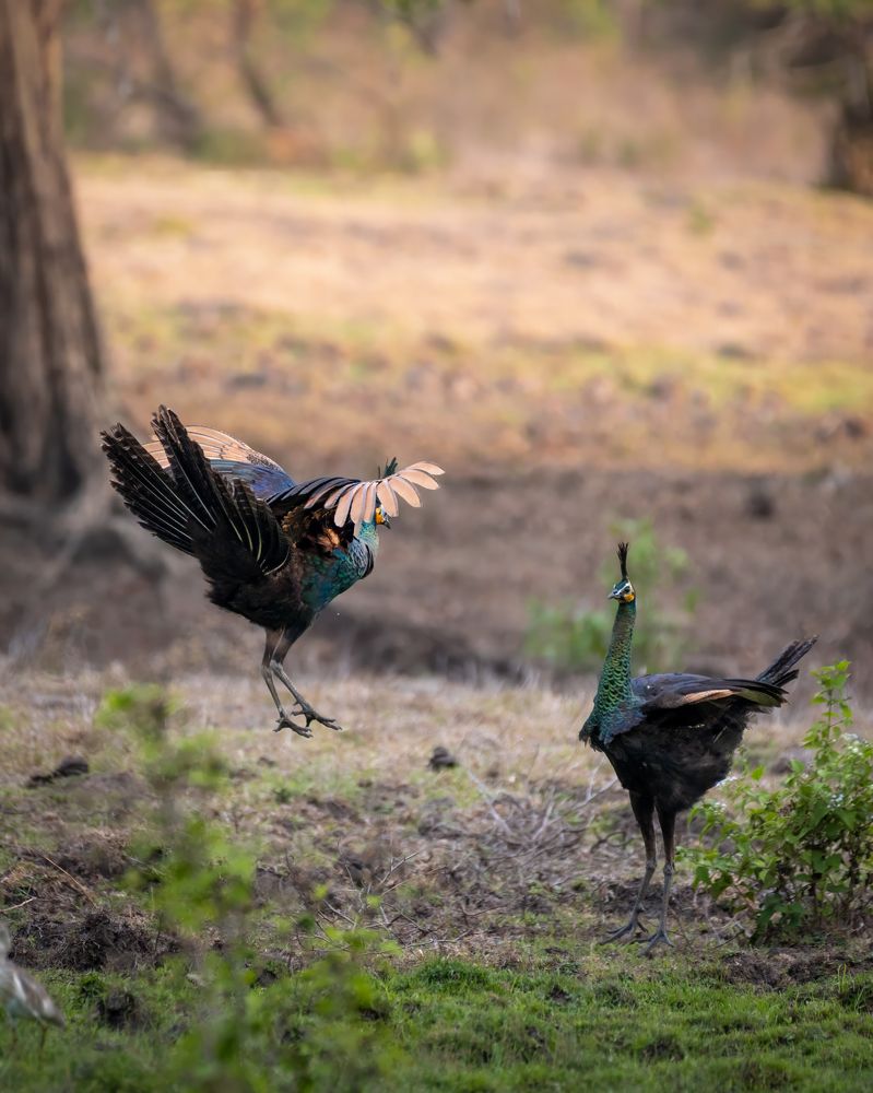 Фотография автора Wahid Hasyim