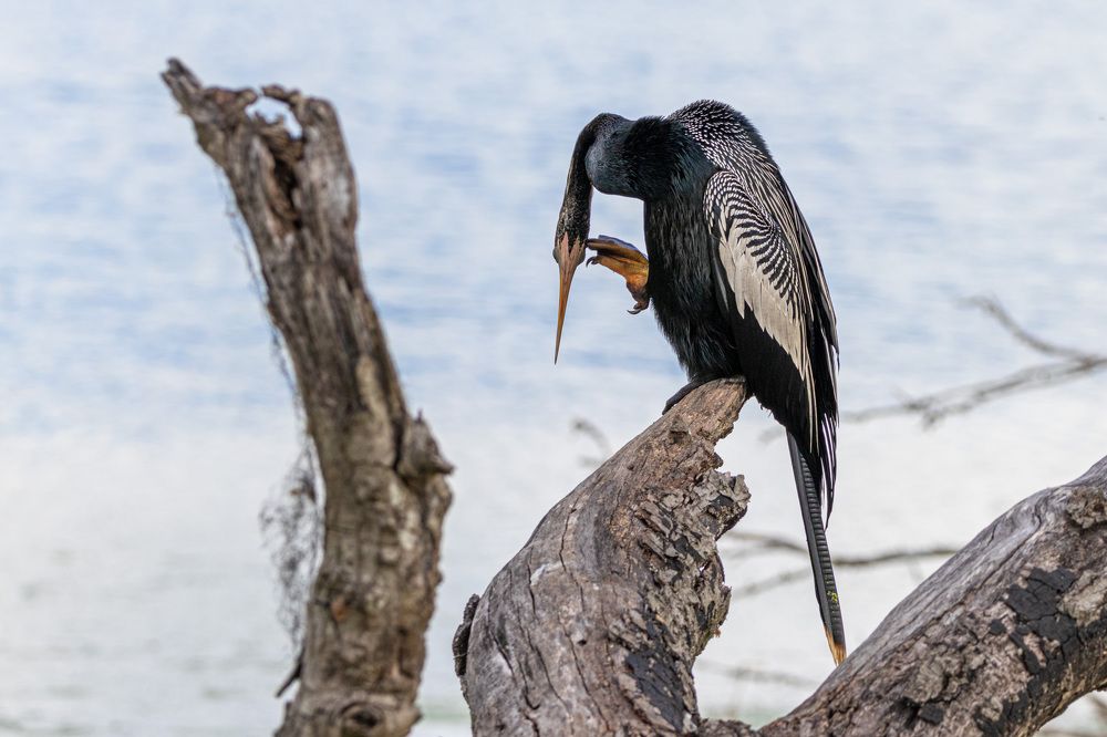 Photograph by Анатолий Костерев