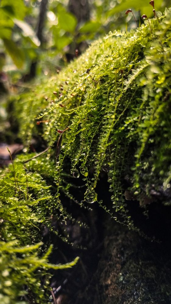 Photograph by Ксения Моськина