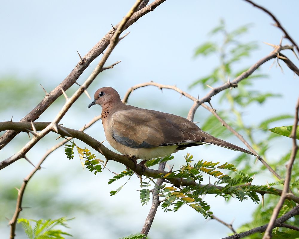 Photograph by Priyan Manivannan