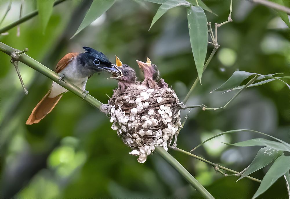 Фотография автора SUBHAMAY  KARMAKAR