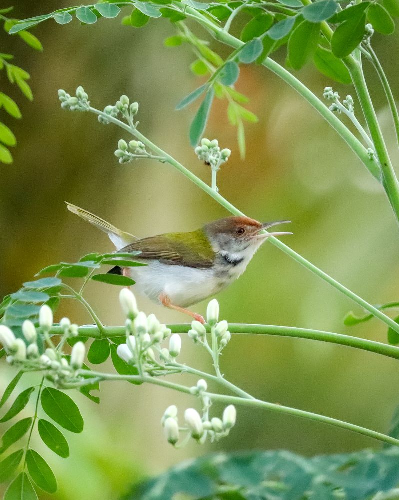 Photograph by Priyan Manivannan