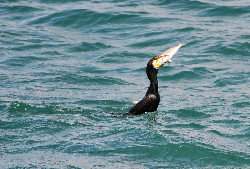 Photograph by Алексей Хазов