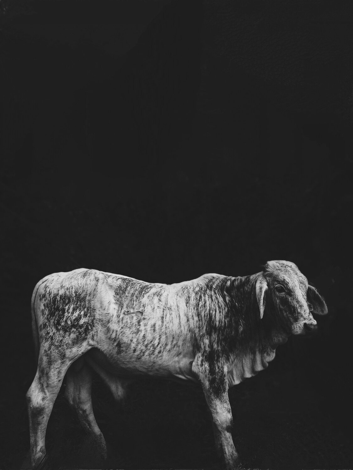 Photo #11082556