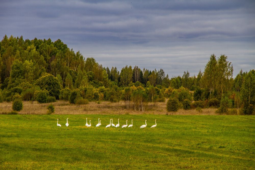 Photograph by Дмитрий Селицкий