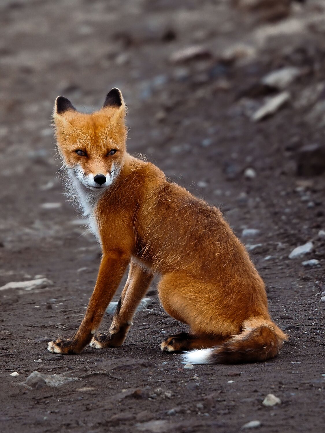 Photo #11082616